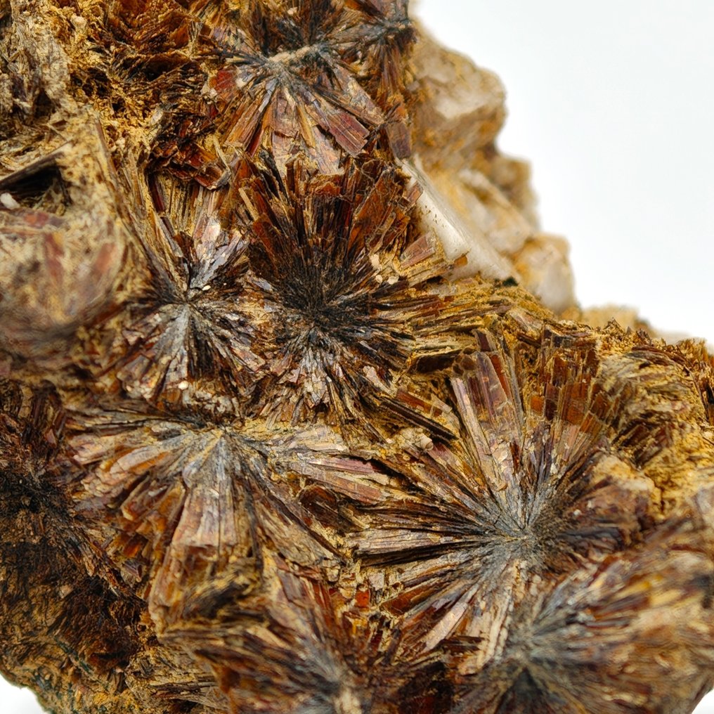 Ritka NIOBOPHYLLIT, aranyszínű és ragyogó, Malawi. Kristálymátrix - Magasság: 39 mm - Szélesség: 29 mm- 26 g #2.1