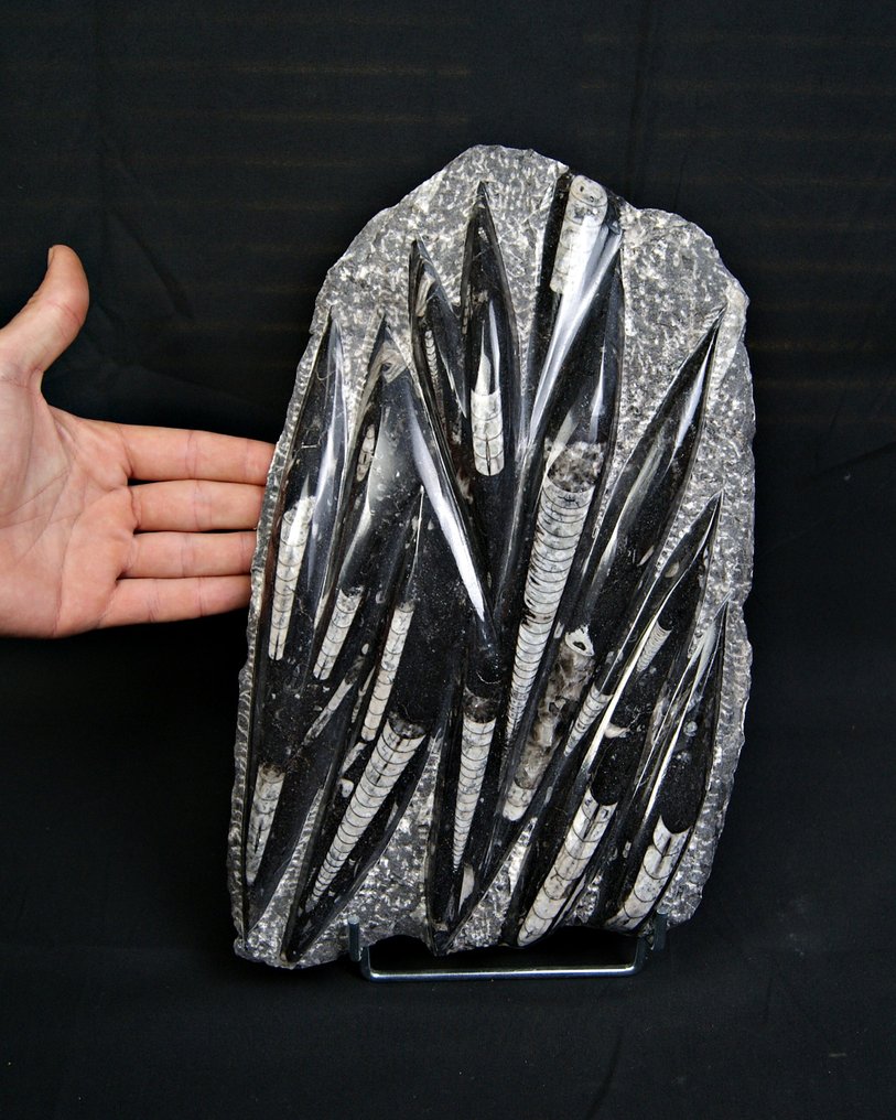 Orthoceras - Fossil-Matrix - Enorme placa decorativa con ortoceras pulidas - 35 cm #1.0