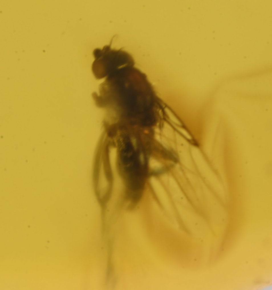 Dominican Amber - Display of 6 pieces, all with quality fossil insect inclusions - Amber (No reserve price) #1.0