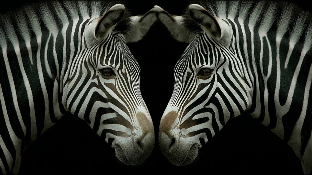 Eric Lespinasse - #11 - Minimalist Fauna #1.0