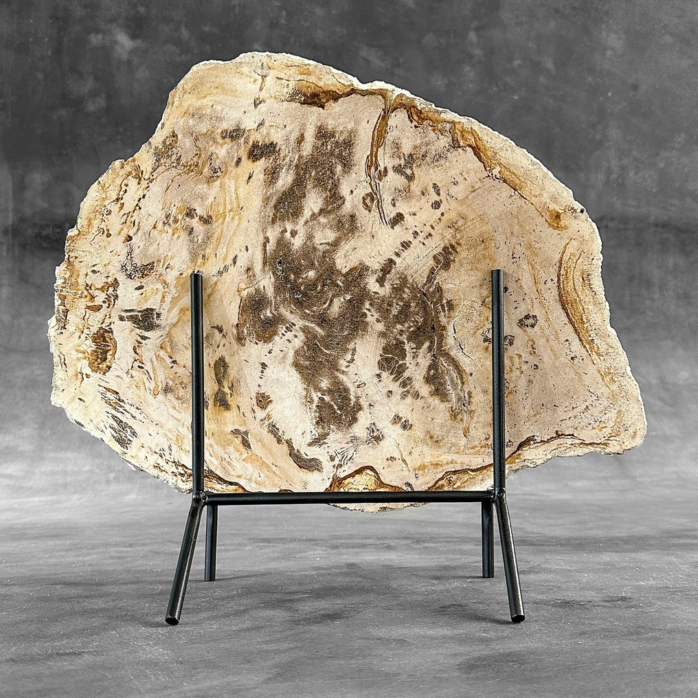 Stunning Slice of Petrified Wood on a custom stand - Fossilised wood - 33.3 cm - 39 cm  (No Reserve Price) #1.0