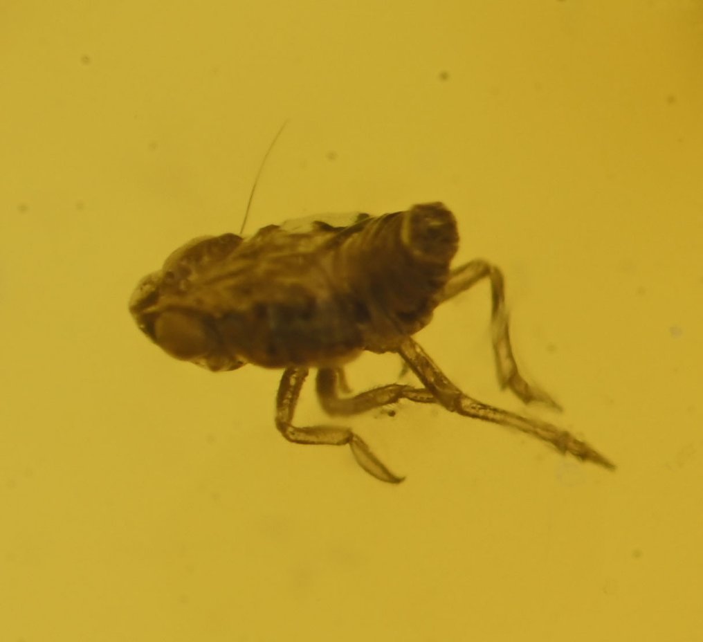 Dominican Amber - Display of 6 pieces, all with quality fossil insect inclusions - Amber (No reserve price) #2.1