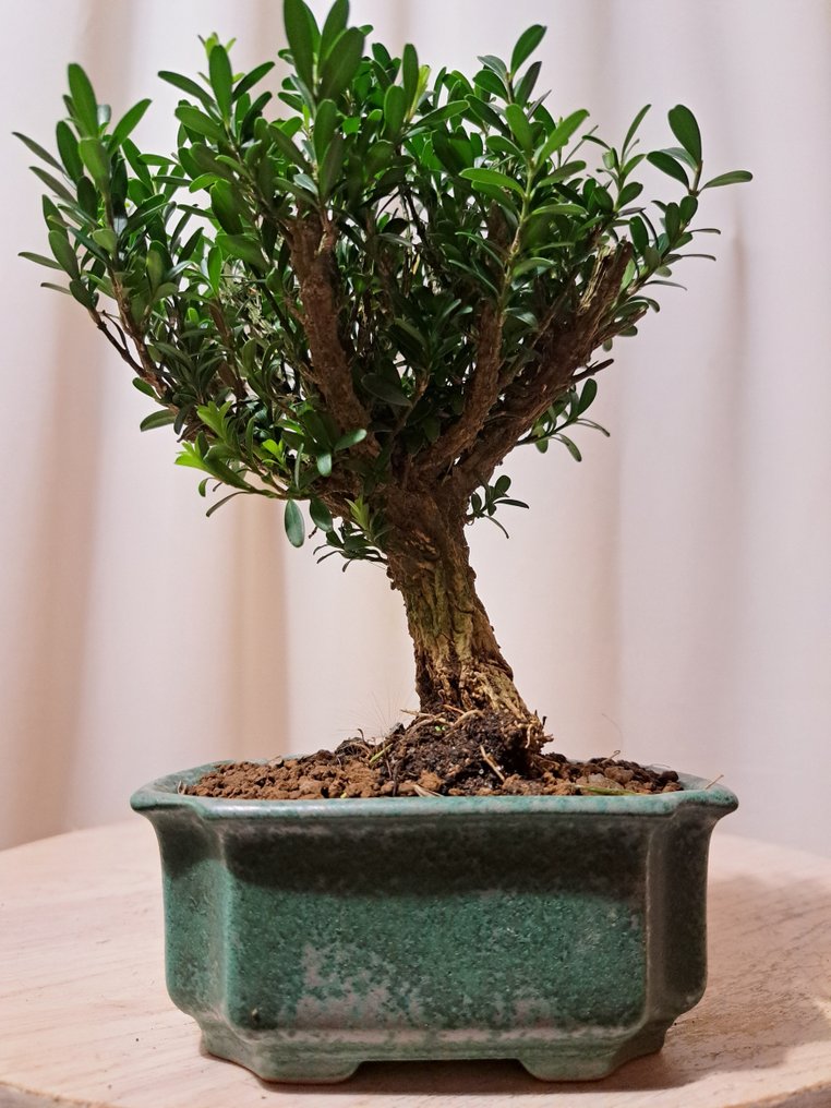 Μπόνσάι Buxus Harlandii σε πιατέλα για μπόνσάι. - Ύψος (Δέντρο): 15 cm - Βάθος (Δέντρο): 13 cm - Ιαπωνία #1.0