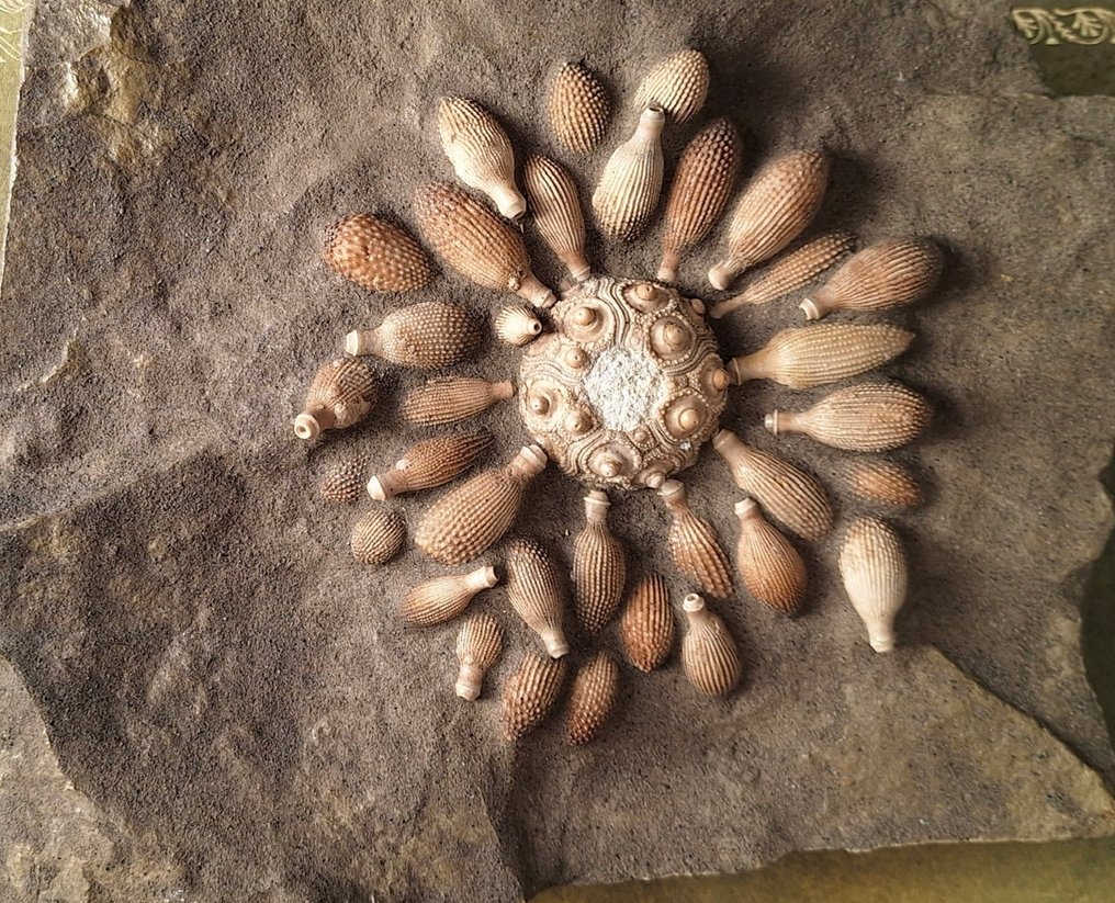 Fossil fragment - 27 cm - 28 cm #1.0