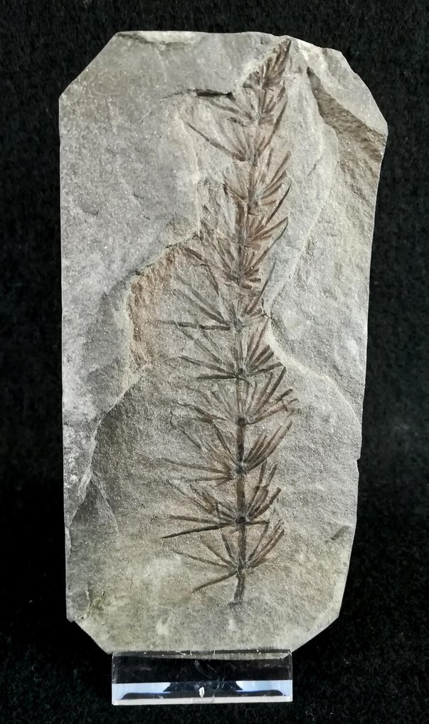 Fossil växt med exceptionellt bevarande!! - Cola de caballo (equisetales) - Fossiliserad växt - Asterophyllites equisetiformis (SCHLOTHEIM; BRONGNIART, 1828) - 136 mm - 67 mm #3.2