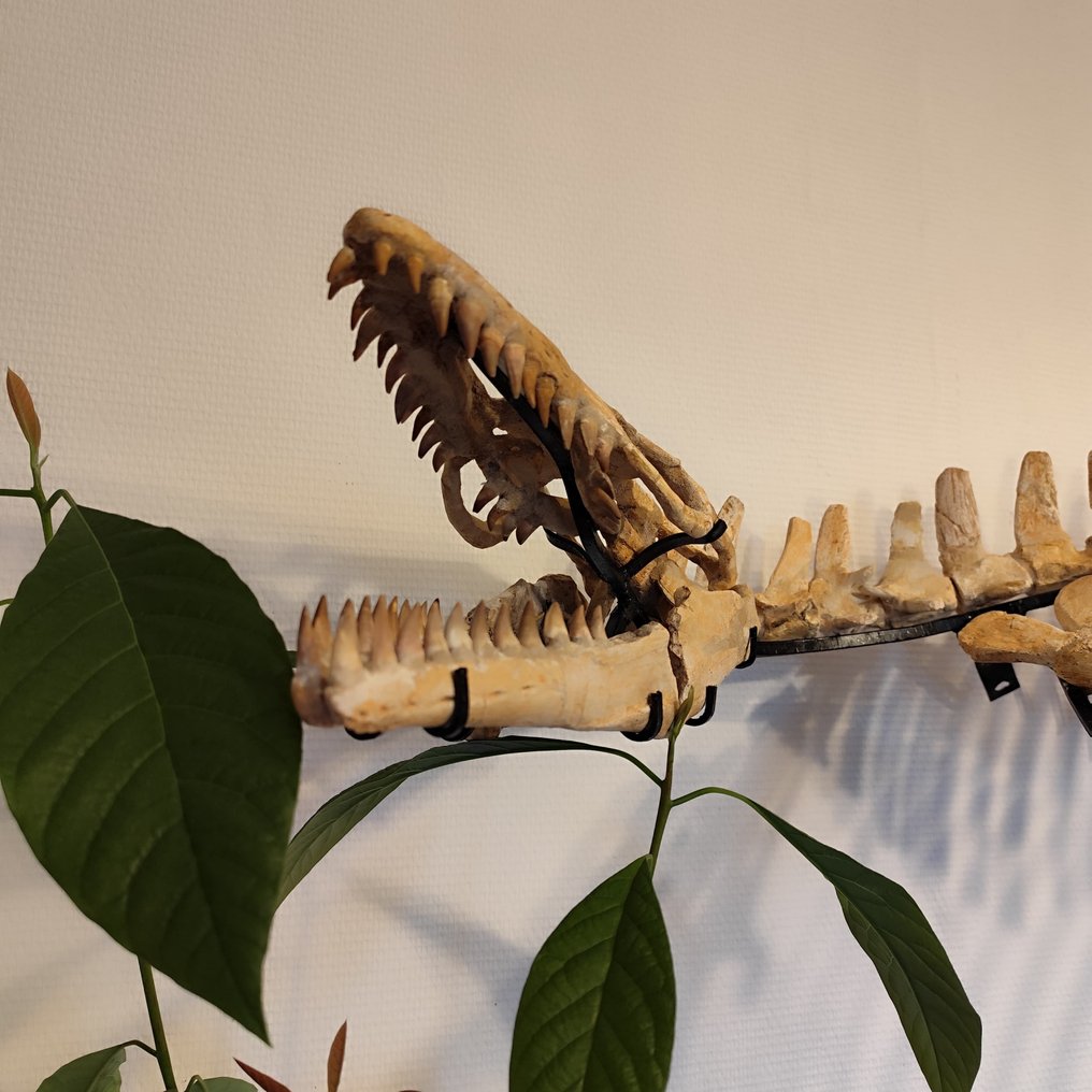 Réptil marinho - Animal fossilizado - Mosasaurus sp. - 2 m #4.3