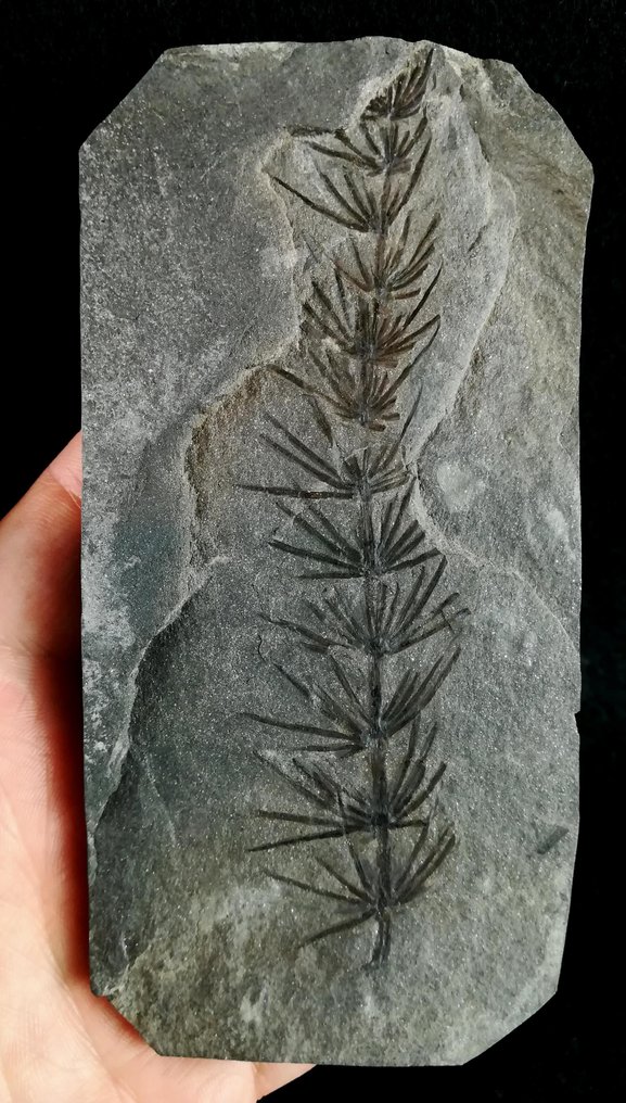 Fossil växt med exceptionellt bevarande!! - Cola de caballo (equisetales) - Fossiliserad växt - Asterophyllites equisetiformis (SCHLOTHEIM; BRONGNIART, 1828) - 136 mm - 67 mm #4.3