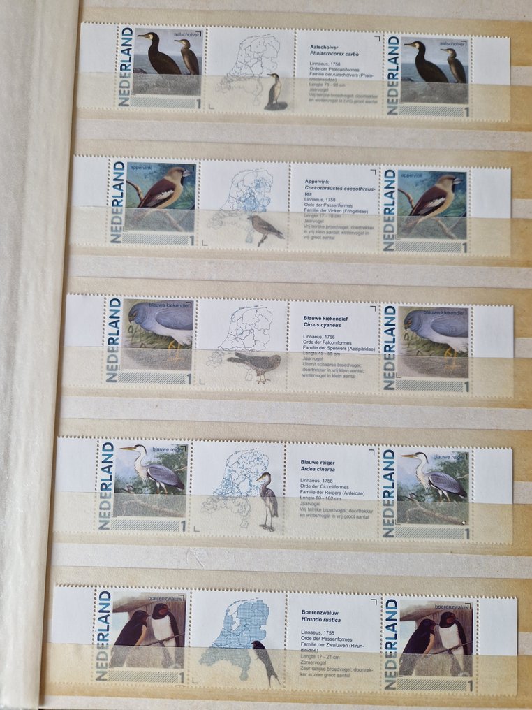 荷兰  - 荷兰鸟类完整系列，成对排列，中间有间隔。 #1.0