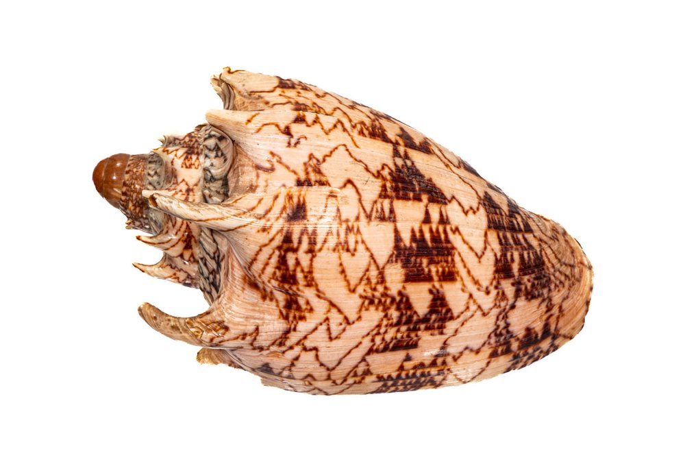 Kaiserliche Volute ***Sammlerstück Kaiserkrone*** Taxidermie-Wandmontage - Voluta imperialis - 16 cm - 0 mm - 0 mm - Nicht-CITES-Arten - 1 #4.3