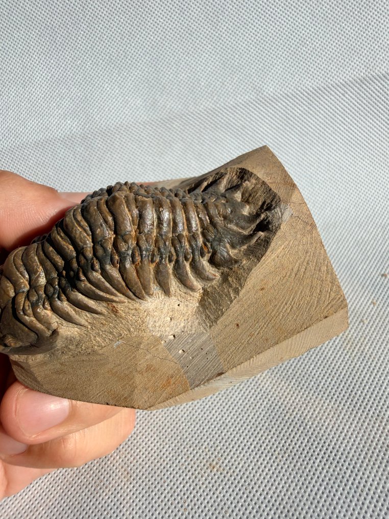 Trilobit - Forstenet dyr - Crotalocephalus gibbus - 8.5 cm #3.2