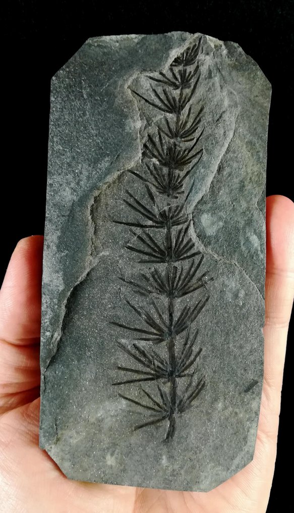 Fossil växt med exceptionellt bevarande!! - Cola de caballo (equisetales) - Fossiliserad växt - Asterophyllites equisetiformis (SCHLOTHEIM; BRONGNIART, 1828) - 136 mm - 67 mm #1.0