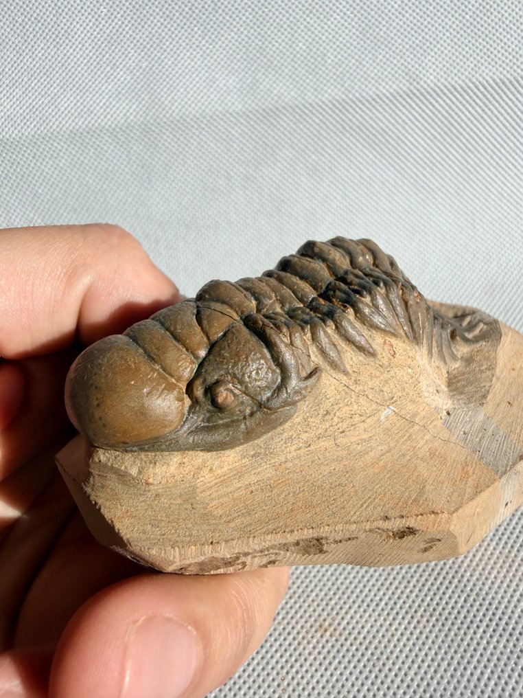 Trilobit - Forstenet dyr - Crotalocephalus gibbus - 8.5 cm #1.0