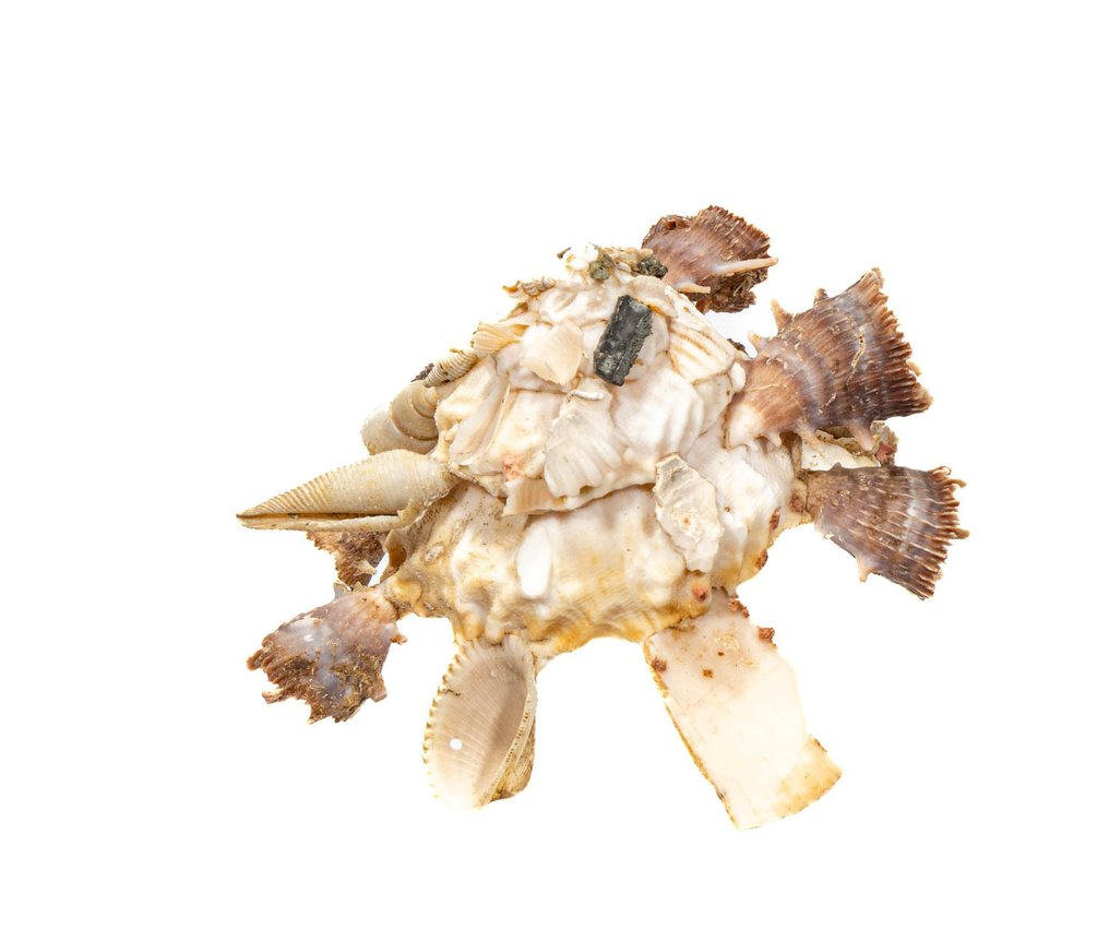 Konai的承载螺旋 ***顶级收藏品**** 动物标本剥制壁挂支架 - Xenophora konai - 9.5 cm - 0 mm - 0 mm - 非《濒危物种公约》物种 - 1 #3.2