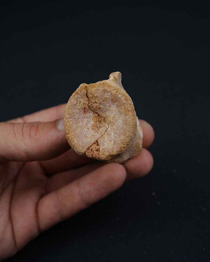 Dinosaur - Fossil vertebra bone - Spinosaurus aegyptiacus #3.2