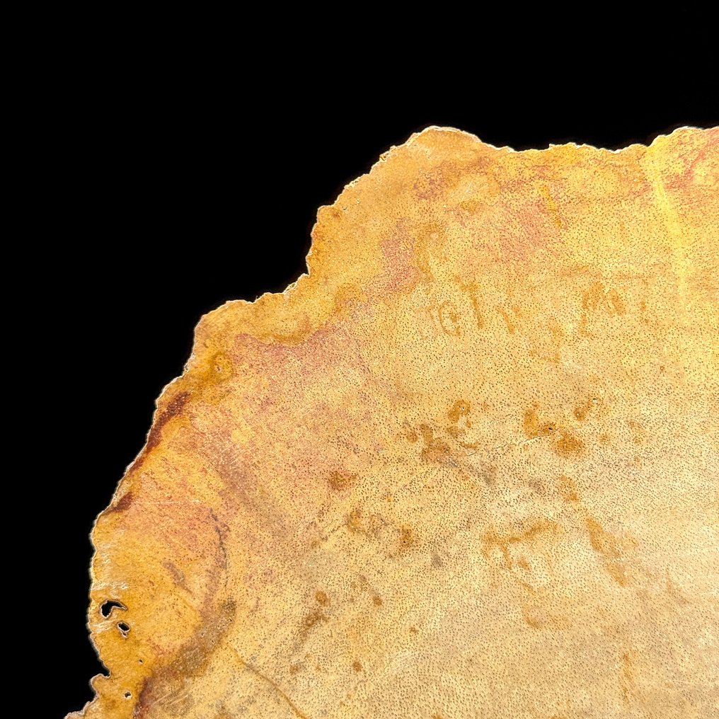 令人惊叹的化石木片，放置在定制底座上。 - 化石木材 - 26.7 cm - 33.5 cm  (没有保留价) #3.2