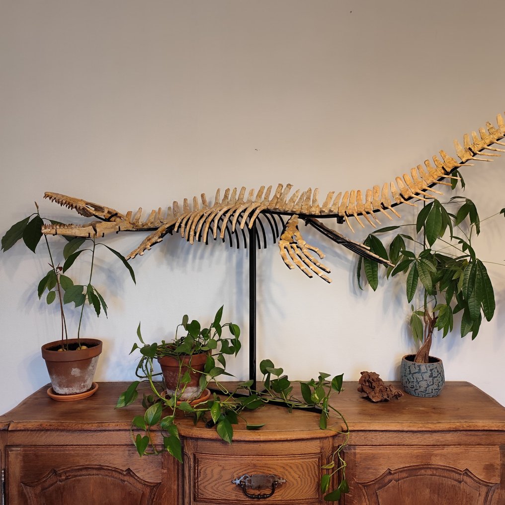 Réptil marinho - Animal fossilizado - Mosasaurus sp. - 2 m #1.0