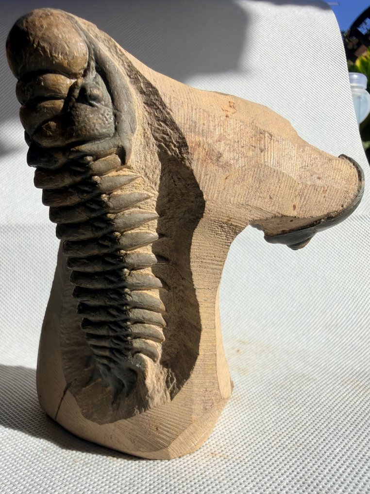 Trilobite - Fossile dyr - Crotalocephalus gibbus + Paralejurus - 12.4 cm #2.1