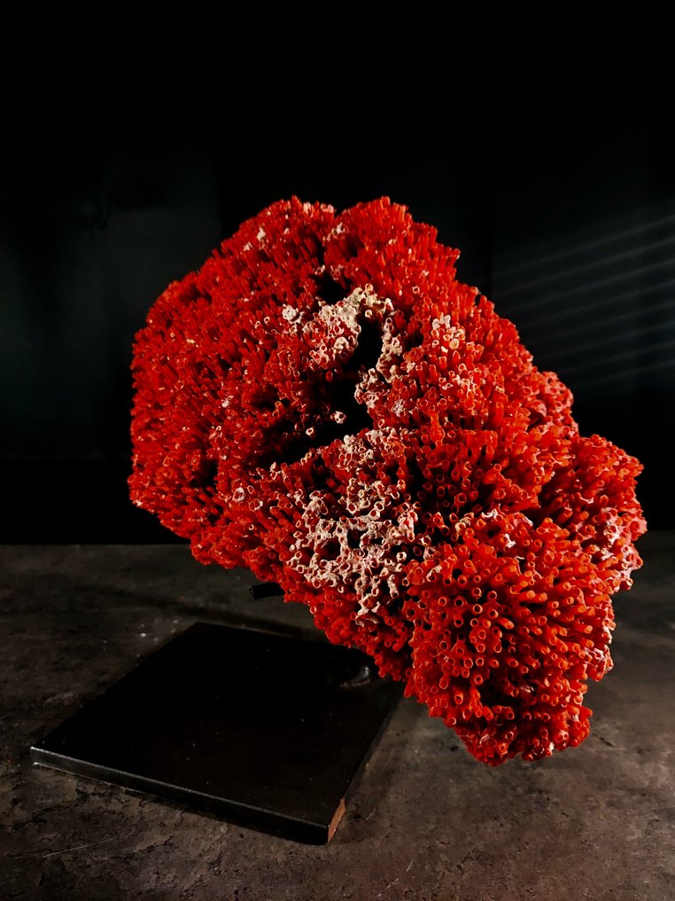 Upeat luonnolliset punaiset korallit. Täytetyn eläimen koko kehon jalusta - Tubipora musica - 18 cm - 32.5 cm - 14 cm - 1 #3.2