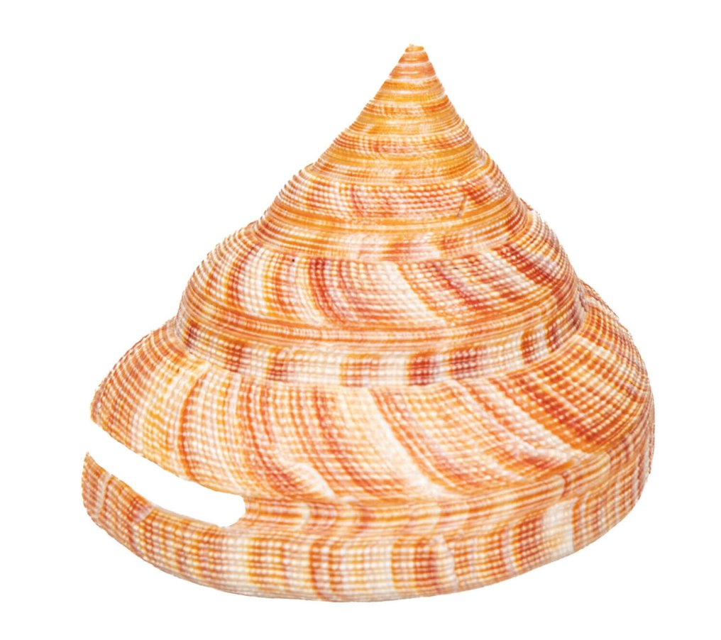 Hirase的Schlitzturmschnecke 標本牆壁支架 - Pleurotomaria hirasei - 8.5 cm - 0 mm - 0 mm - 非《瀕臨絕種野生動植物國際貿易公約》物種 - 1 #3.2