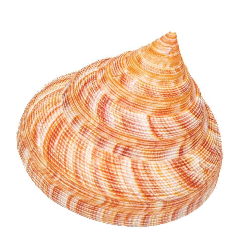 Hirase的Schlitzturmschnecke 標本牆壁支架 - Pleurotomaria hirasei - 8.5 cm - 0 mm - 0 mm - 非《瀕臨絕種野生動植物國際貿易公約》物種 - 1 #4.3