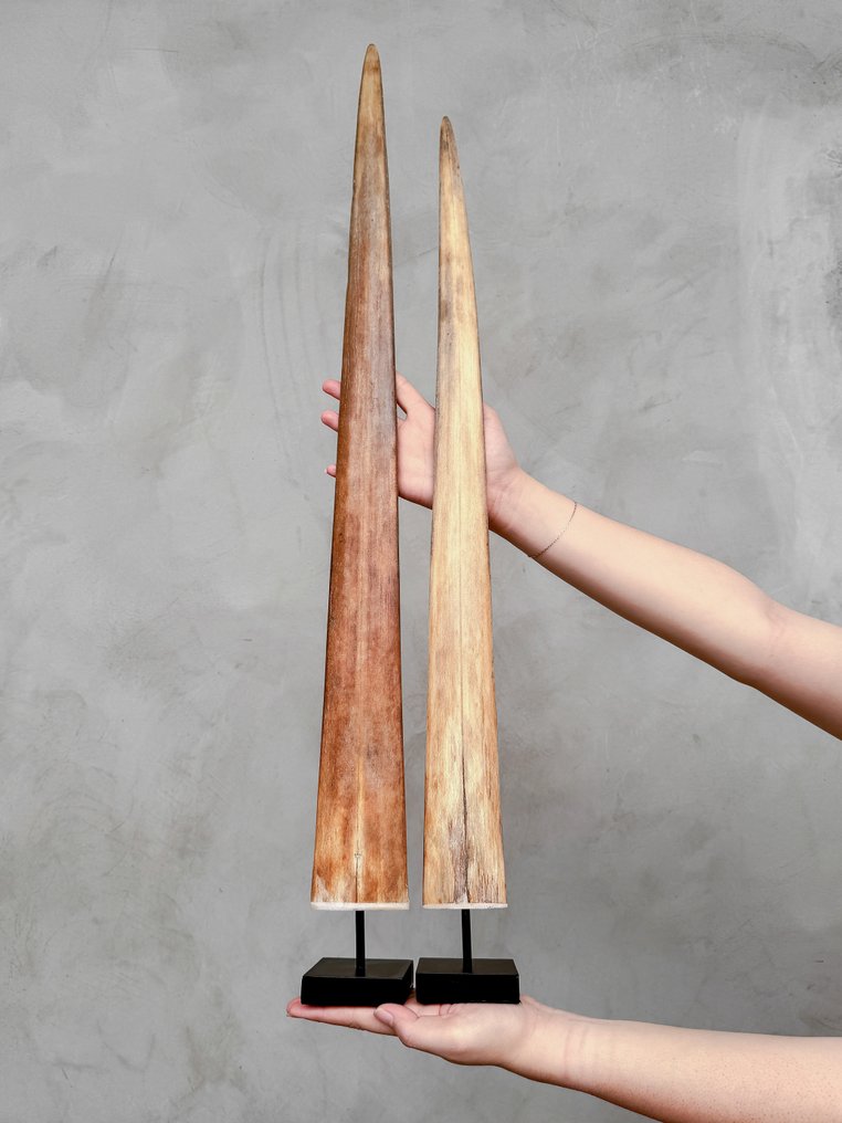 Ei vähimmäishintaa - pari miekkakalan tanskasta asennettu räätälöityihin jalustoihin. Kärsä jalustalla - Xiphias Gladius - 81 cm - 7 cm - 7 cm- Ei-CITES-kohde -  (2) #1.0