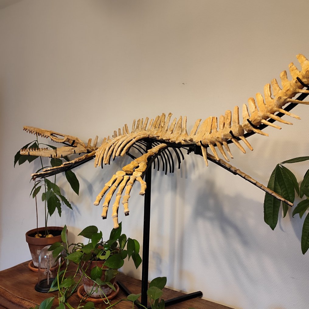 Réptil marinho - Animal fossilizado - Mosasaurus sp. - 2 m #1.0