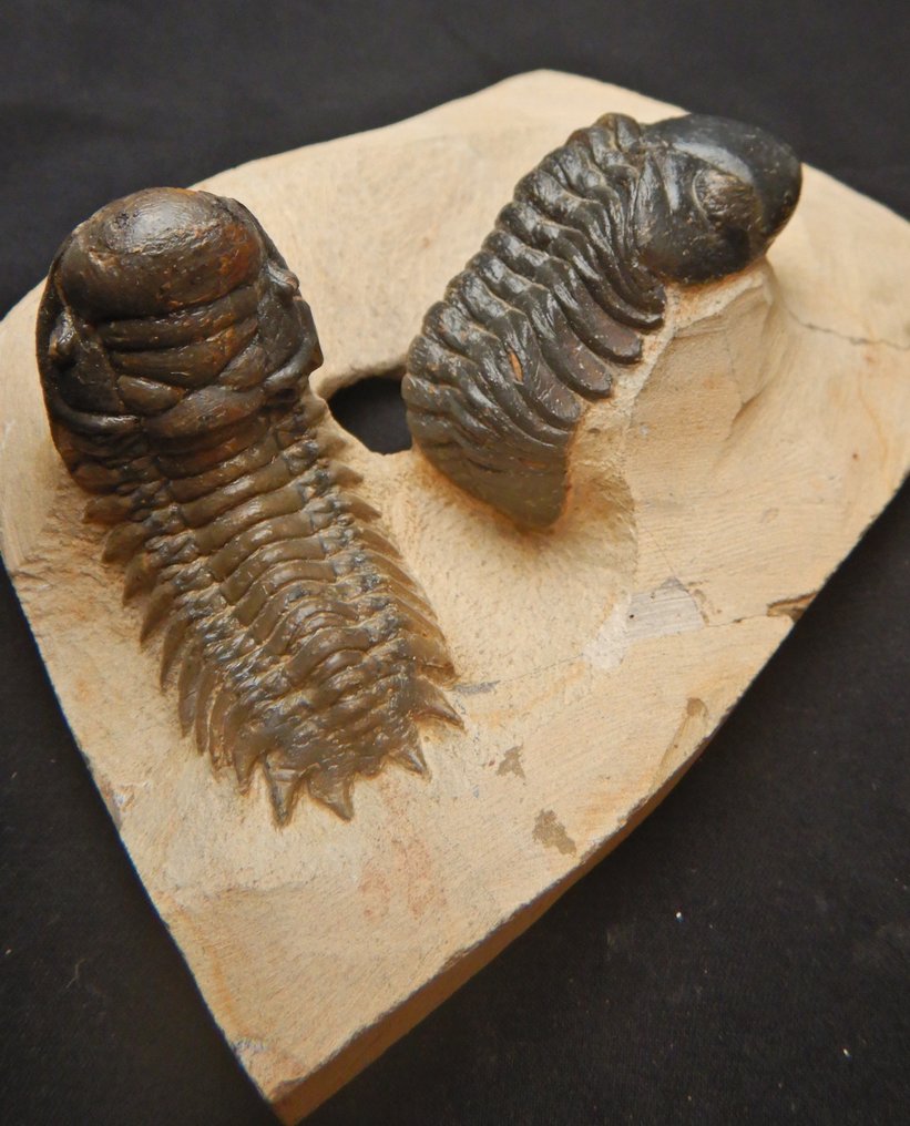 Trilobite - Fosszilis csontváz - Crotalocephalus gibbus & Reedops - 9 cm #1.0