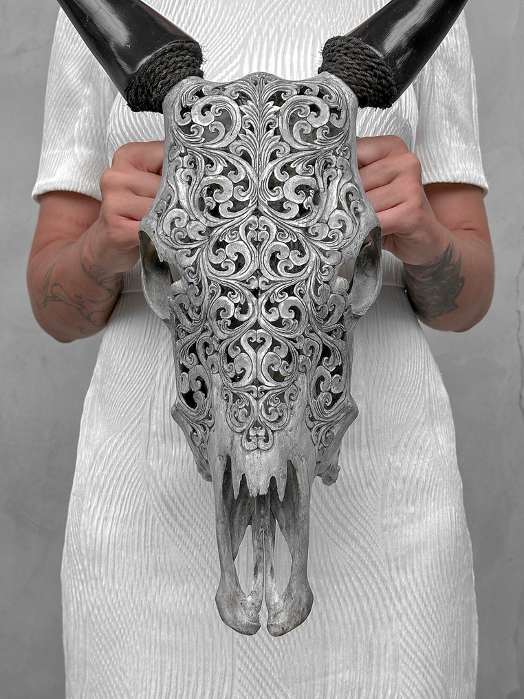 Fără preț de rezervă - Uimitor, gri, lucrat manual - Craniu de vacă sculptat - Motif tradițional Craniu sculptat - Bos Taurus - 57 cm - 39 cm - 16 cm- Speciile Non-CITES - (1) #1.0