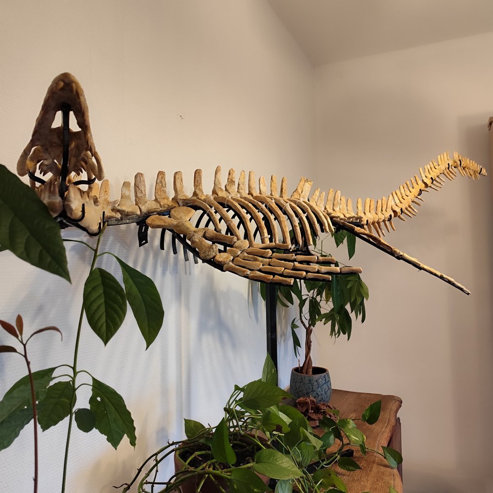 Réptil marinho - Animal fossilizado - Mosasaurus sp. - 2 m #2.1