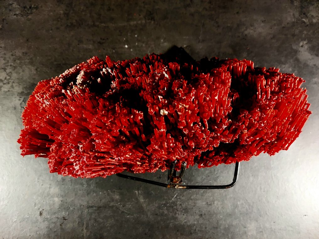 Upeat luonnolliset punaiset korallit. Täytetyn eläimen koko kehon jalusta - Tubipora musica - 18 cm - 32.5 cm - 14 cm - 1 #4.3