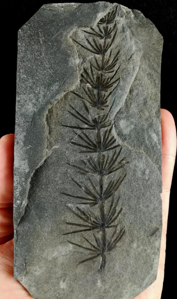 Fossil växt med exceptionellt bevarande!! - Cola de caballo (equisetales) - Fossiliserad växt - Asterophyllites equisetiformis (SCHLOTHEIM; BRONGNIART, 1828) - 136 mm - 67 mm #2.1