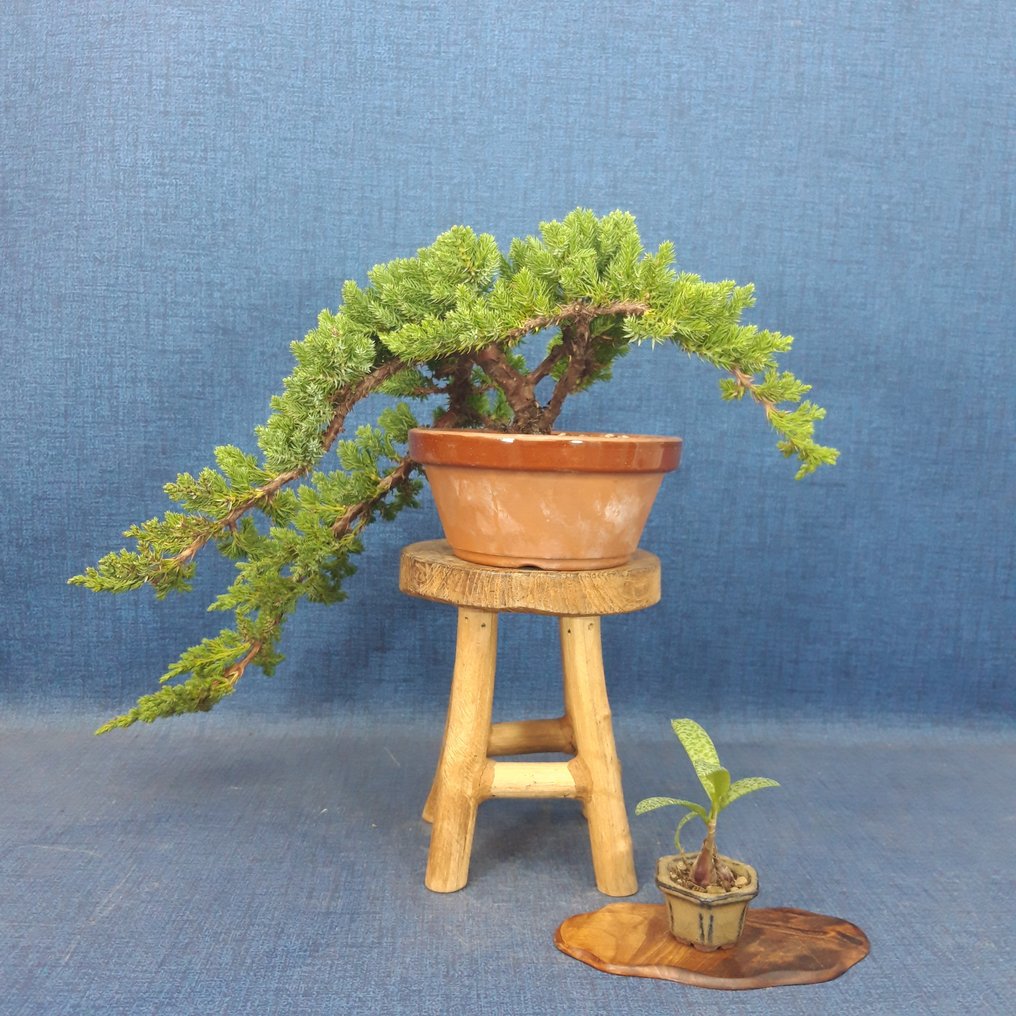 Juniper bonsai (Juniperus) - Magasság (fa): 12 cm - Mélység (fa): 42 cm - Spanyolország #2.1