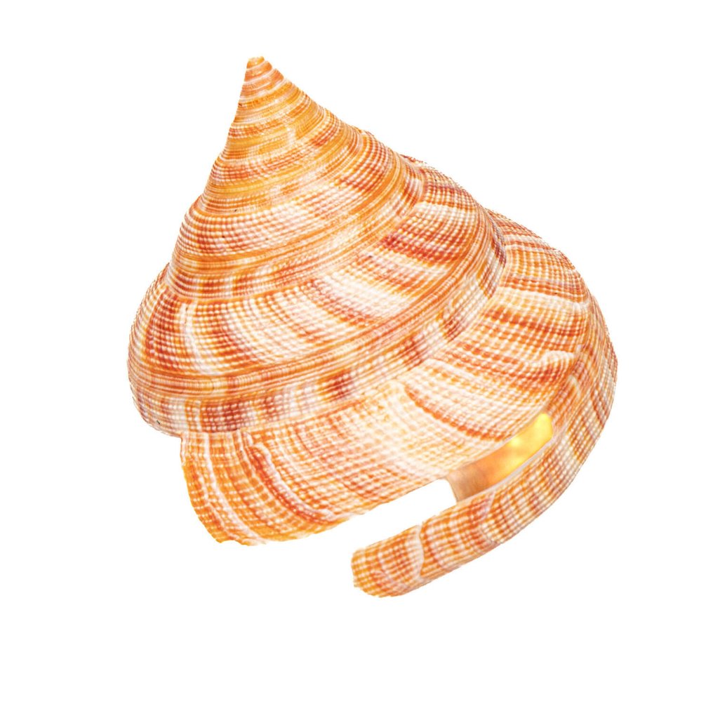 Hirase的Schlitzturmschnecke 標本牆壁支架 - Pleurotomaria hirasei - 8.5 cm - 0 mm - 0 mm - 非《瀕臨絕種野生動植物國際貿易公約》物種 - 1 #2.1