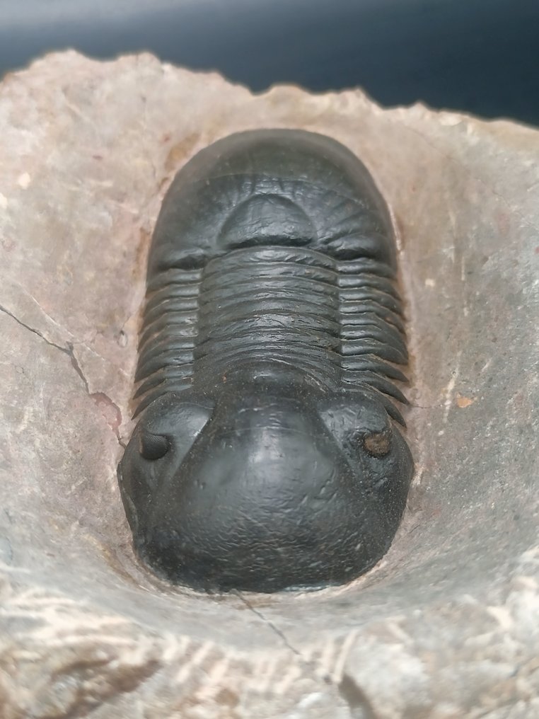Trilobite - Animale fossilizzato - Paralejurus Hamlagdadicus - 12 cm #1.0