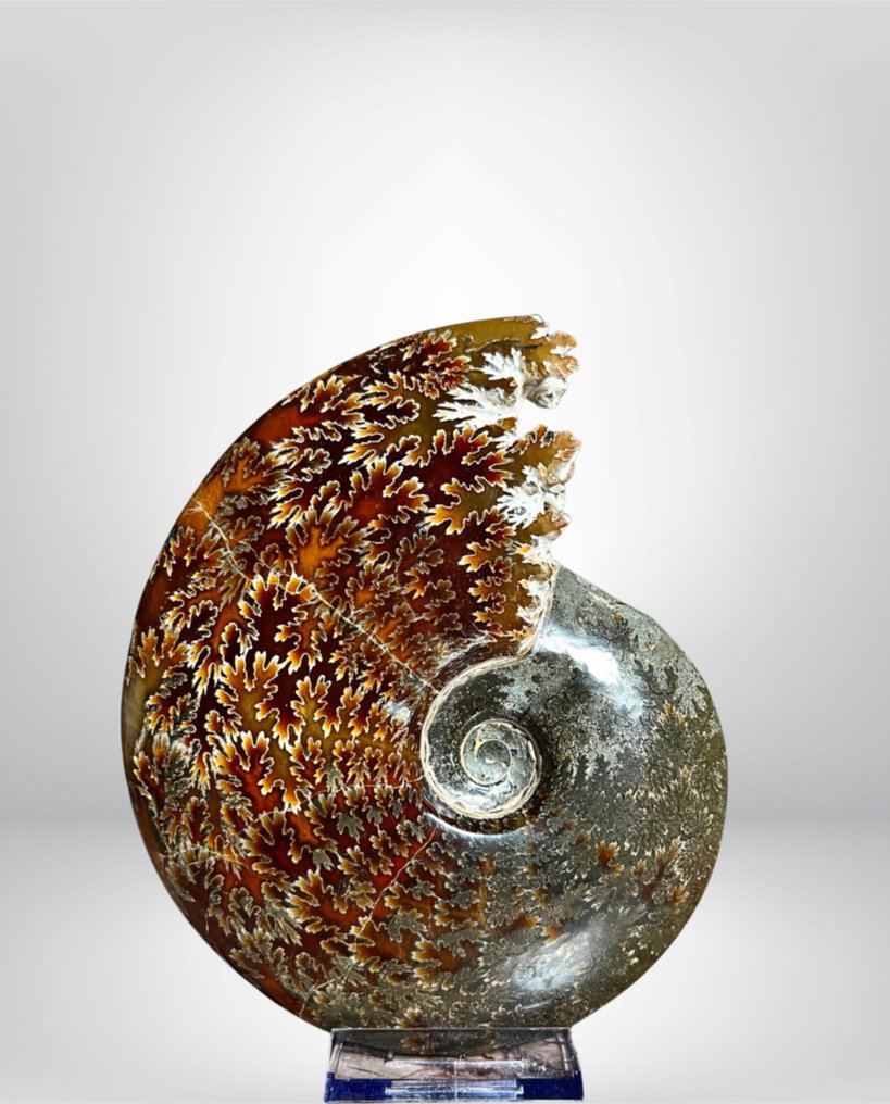 XXL - Ammonite irisierend Premium - Tierfossil - cleoniceras - 180 mm - 150 mm #2.1
