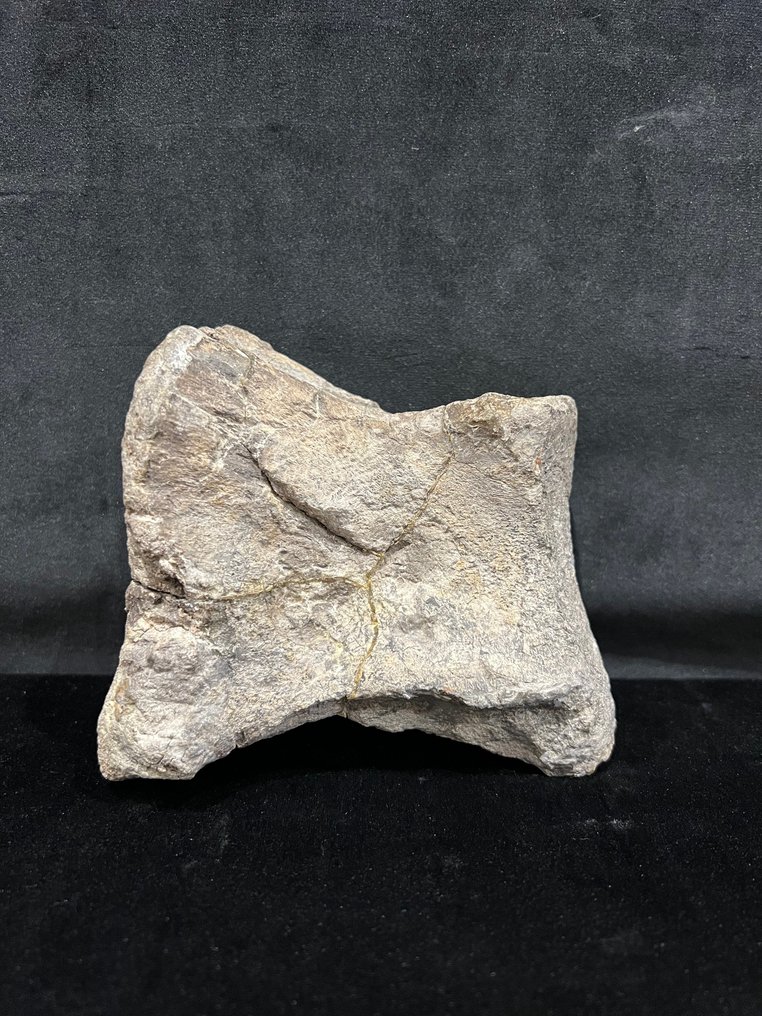 Dinosaure - Os de vertèbre fossilisé - Hadrosaure - 15 cm - 14 cm #1.0