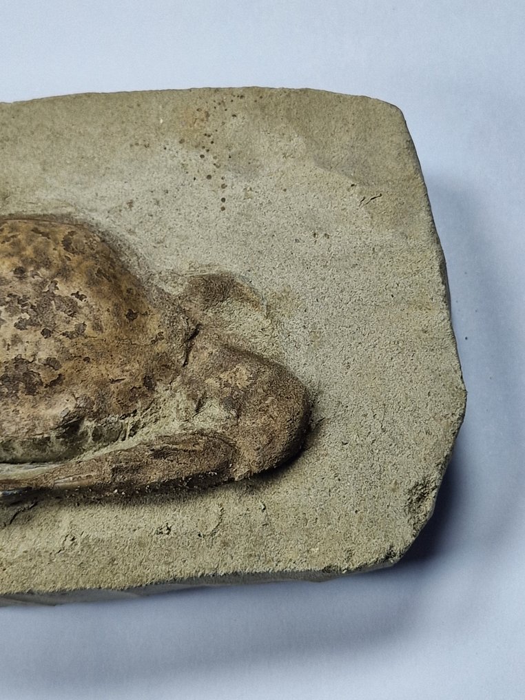 Crab - Fossilised animal - 13.5 cm  (No Reserve Price) #2.1