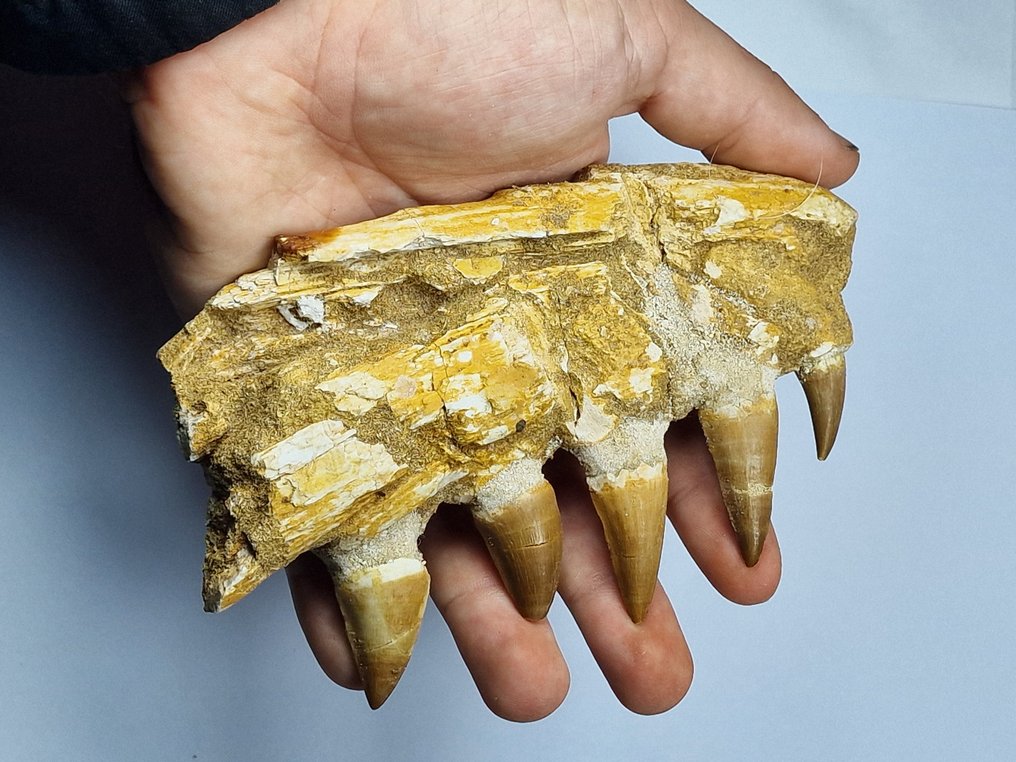 Mosasaur - Fossil tooth - 14 cm #1.0