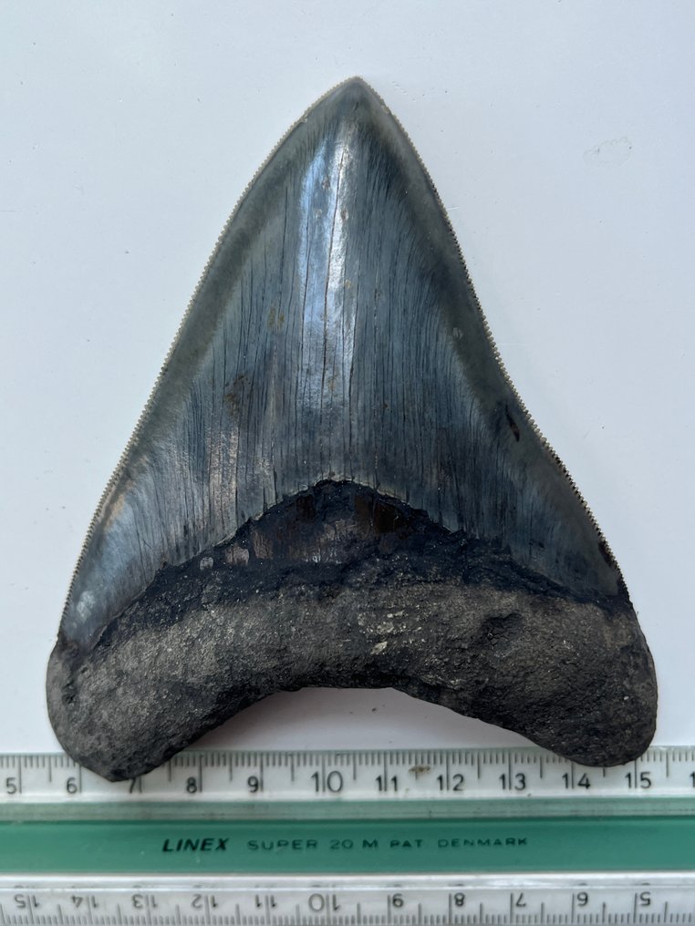 Megalodon fog 11,5 cm - Fosszilis fog - Carcharocles megalodon #4.3