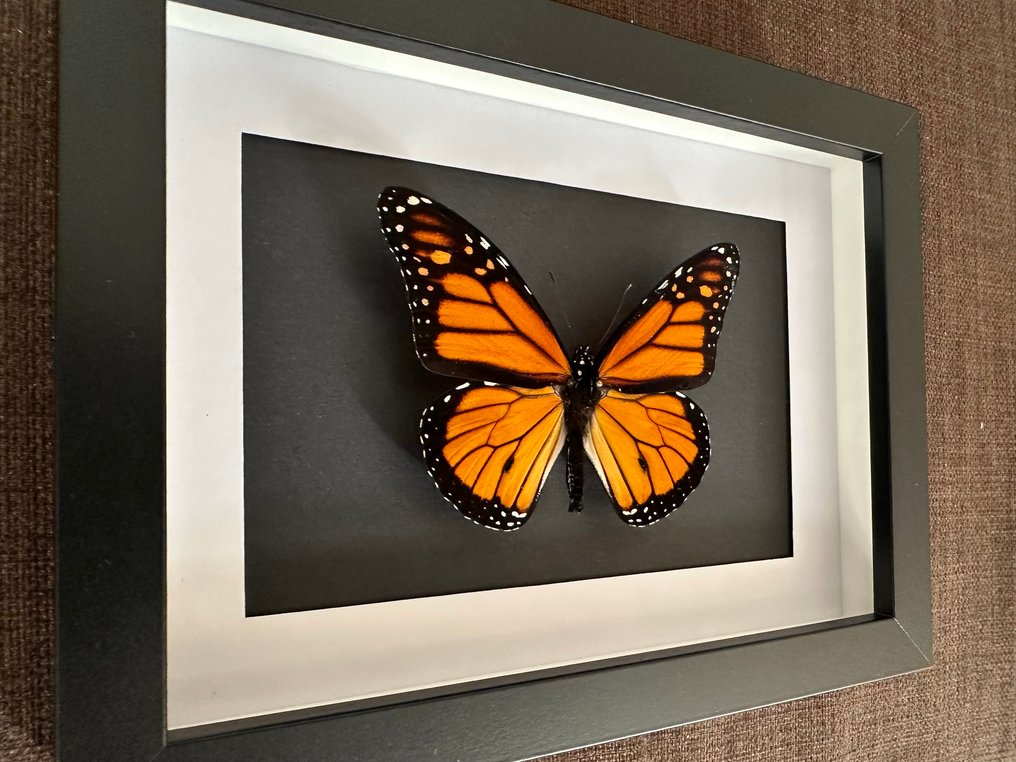 Farfalla Allestimento tassidermico a corpo intero - Papillon Monarque - Danaus Plexippus - 15 cm - 20 cm - 4.5 cm - Specie non CITES #1.0