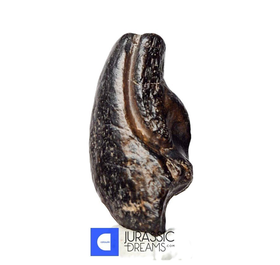 Gheară fosilizată - Top Rare Killer Alvarezsaurid Theropod Dinosaur Claw - Lower Cretaceous Elrhaz Fm #1.0