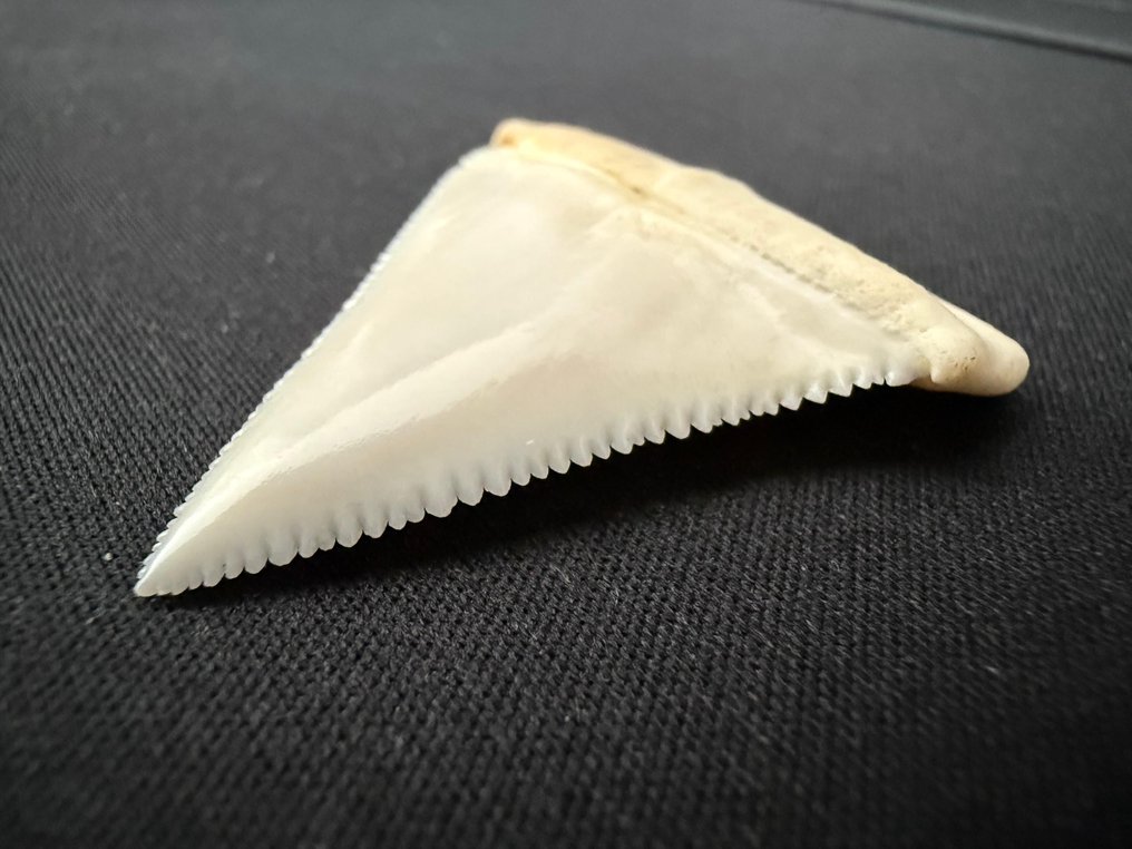 大白鯊 牙齒 - Carcharodon carcharias - 50 mm - 41 mm - 8 mm- CITES 附件2 - 歐盟內附件B -  (1) #2.1