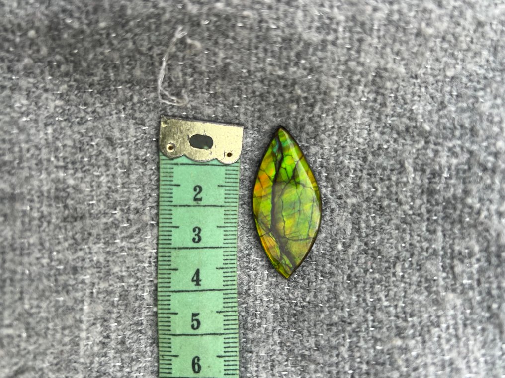 斑彩石 - 化石碎片 - Placenticeras - 4.5 cm - 2 cm #2.1