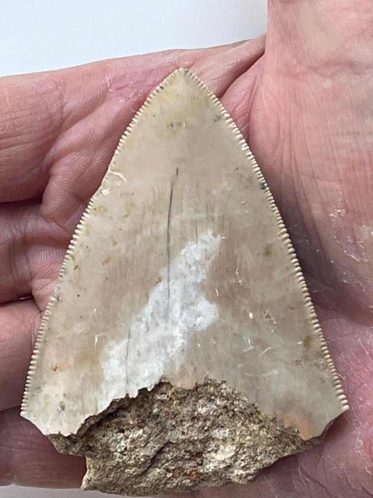 Megalodon tooth 7,7 cm - Fossil tooth - Carcharocles megalodon  (No reserve price) #1.0
