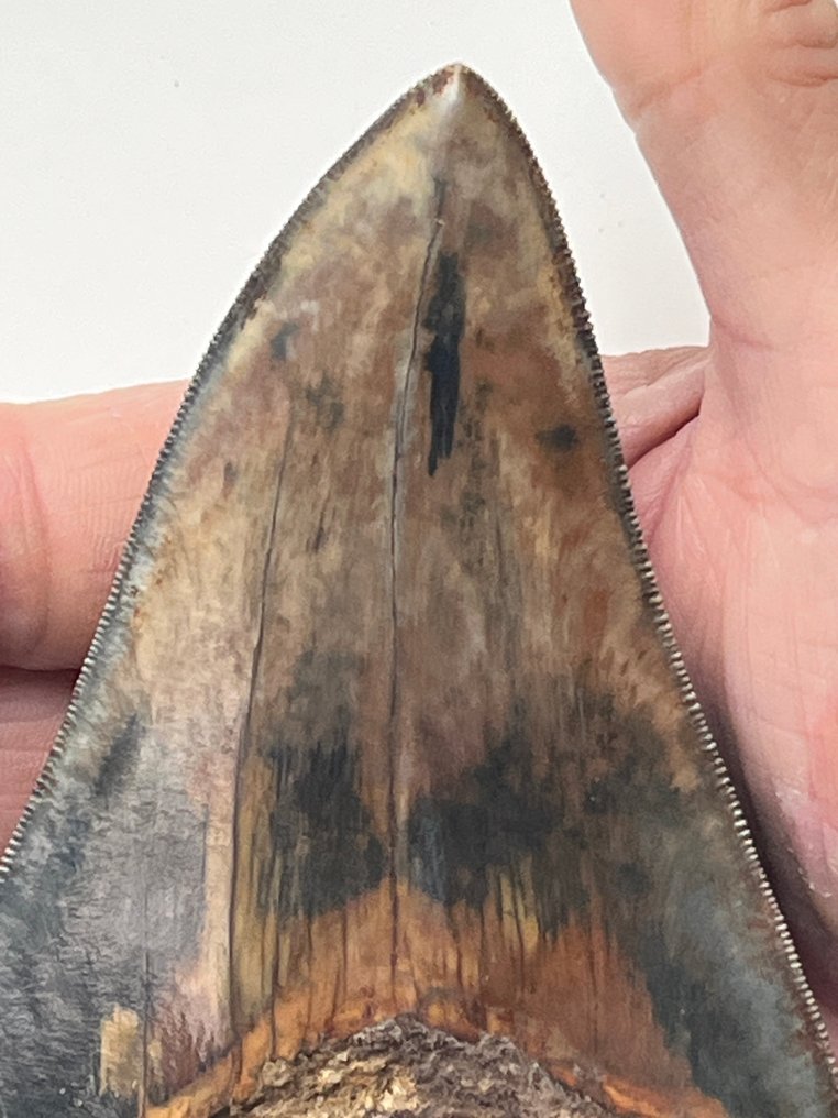 巨型鲨齿 13.5 厳 - 牙齿化石 - Carcharocles megalodon #2.1