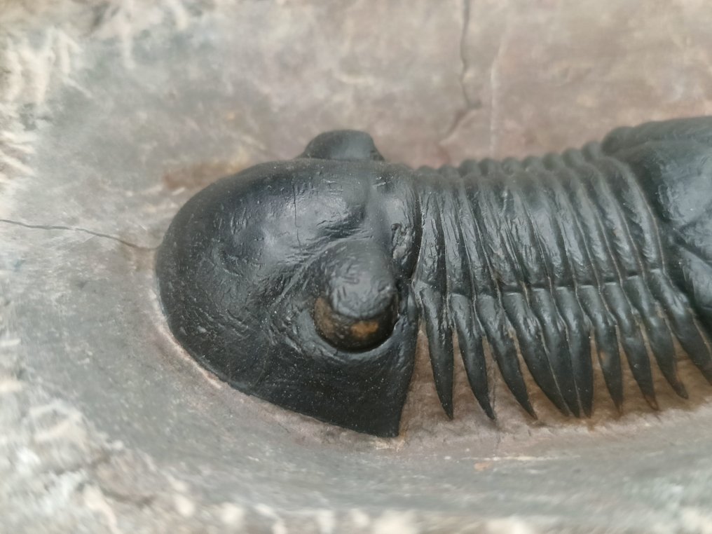 Trilobite - Animale fossilizzato - Paralejurus Hamlagdadicus - 12 cm #2.1