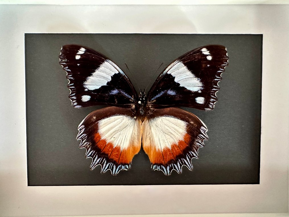 Πεταλούδα Βάση ταρίχευσης ολόκληρου σώματος - Papillon Hypolimnas Dexithea - 15 cm - 20 cm - 4.5 cm - Είδη που δεν ανήκουν στο CITES #1.0