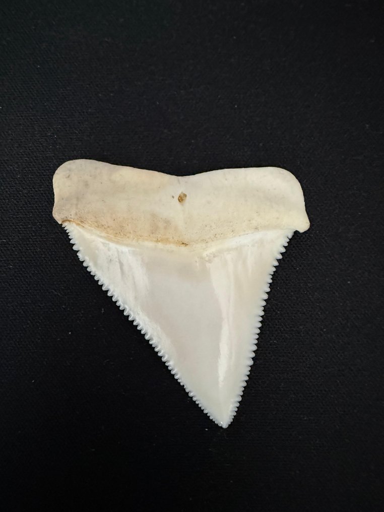 大白鯊 牙齒 - Carcharodon carcharias - 50 mm - 41 mm - 8 mm- CITES 附件2 - 歐盟內附件B -  (1) #1.0