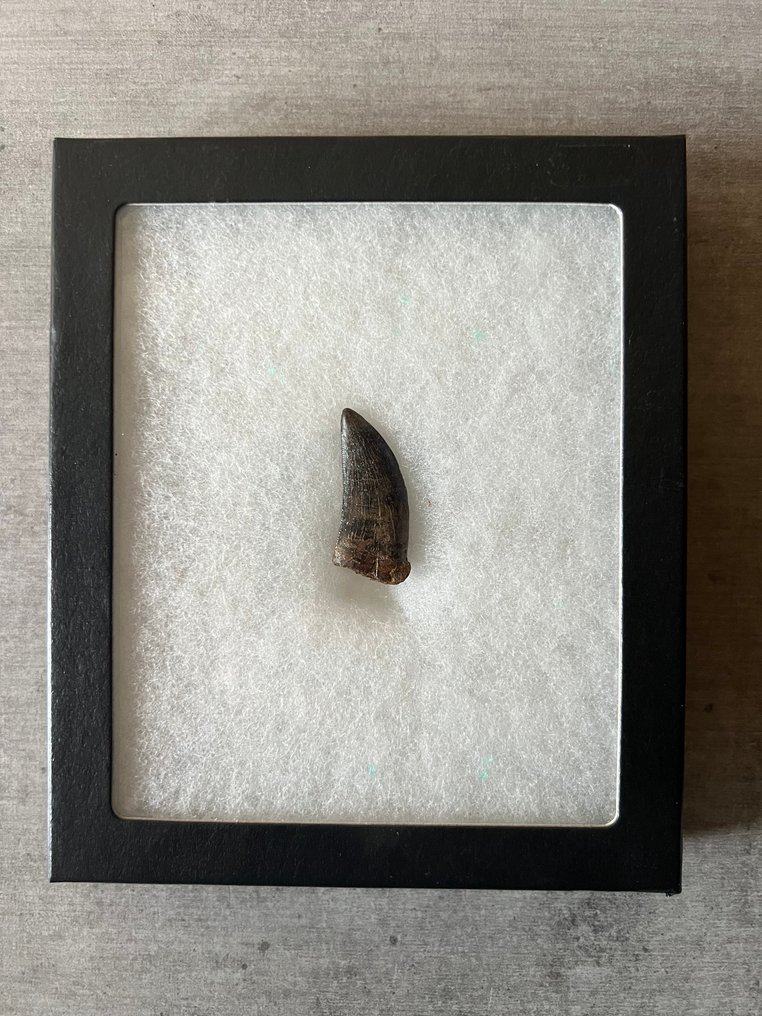 Nanotyrannus - Απολιθωμένο δόντι - Nanotyrannus - 4 cm - 2 cm #4.3