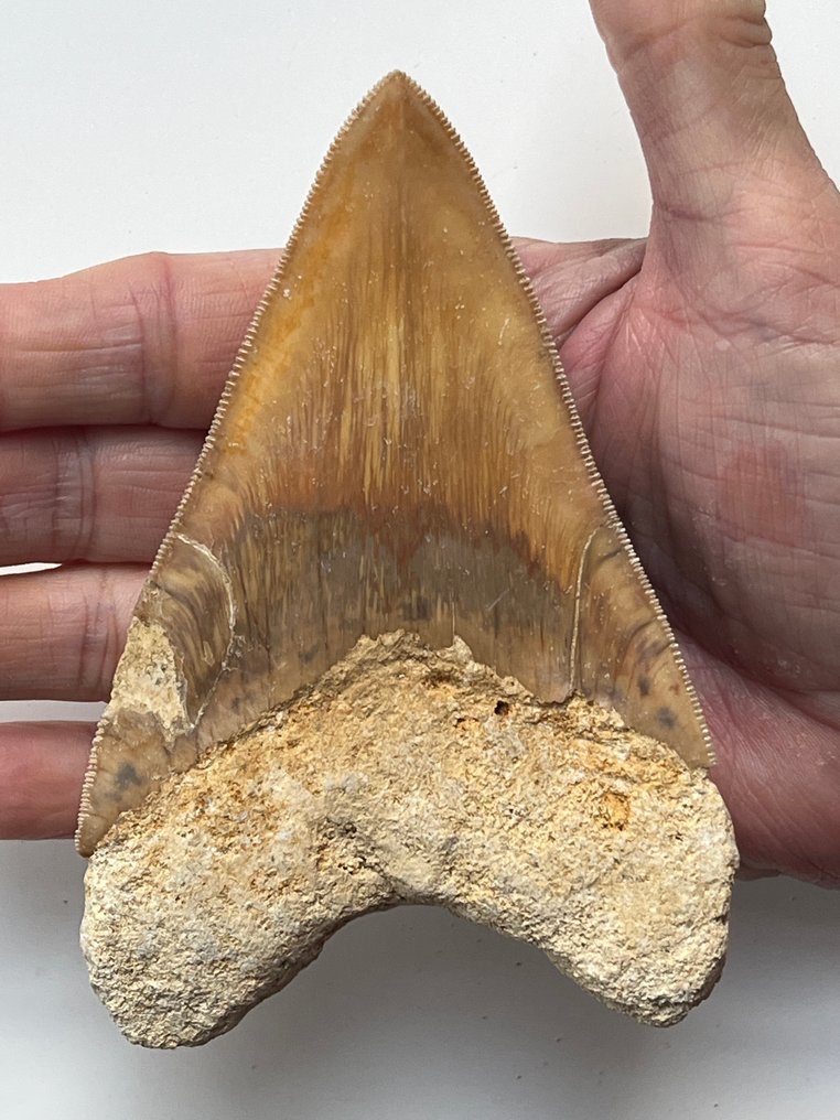 Dinți de Megalodon 12,1 cm - Dinte fosilă - Carcharocles megalodon (Fără preț de rezervă) #1.0
